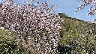 20200326_025612301_ios_thumb.jpg