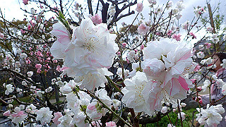 p3290487_thumb.jpg