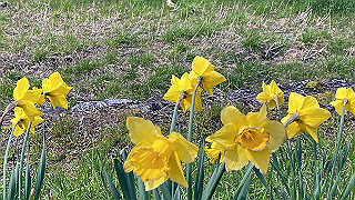 20200403_034520909_ios_thumb.jpg