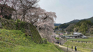 20200403_035040616_ios_thumb.jpg