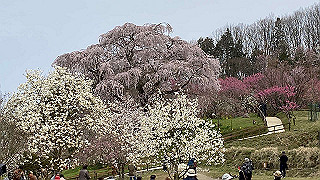 20200403_040147345_ios_thumb.jpg