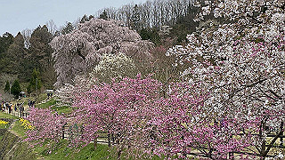 20200403_040427349_ios_thumb.jpg