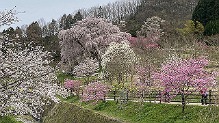 20200403_040500177_ios_thumb.jpg