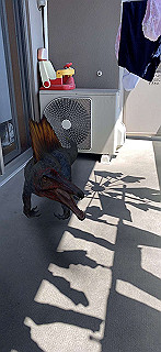 20200414_033619000_ios_thumb.jpg