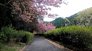 gx010371_x264.mp4_snapshot_04.52_thumb.jpg