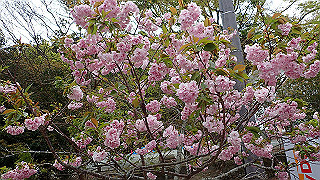 p4220322_thumb.jpg