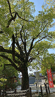 20200429_055425071_ios_thumb.jpg