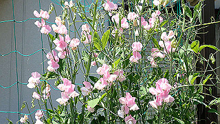 p4290287_thumb.jpg
