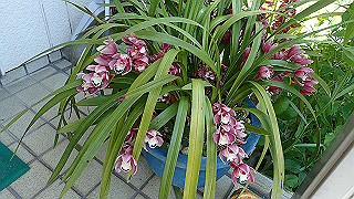 p4290289_thumb.jpg