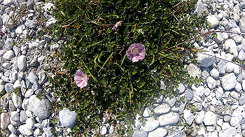 gx010522_x264.mp4_snapshot_00.14_thumb.jpg