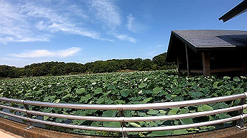 gx010723_x264.mp4_snapshot_00.36_thumb.jpg