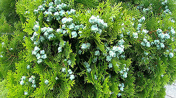gx010815_x264.mp4_snapshot_01.44_thumb.jpg