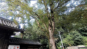 gx011024_x264.mp4_snapshot_06.11_thumb.jpg