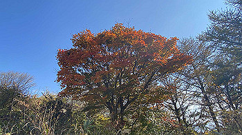 20201103_011912715_ios_thumb.jpg