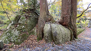 20201104_024328043_ios_thumb.jpg