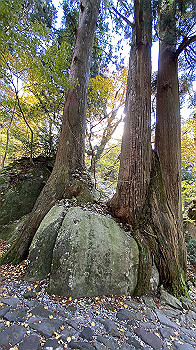 20201104_024335466_ios_thumb.jpg