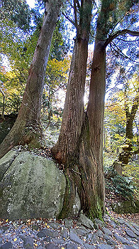 20201104_024342370_ios_thumb.jpg