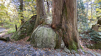20201104_024353601_ios_thumb.jpg