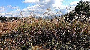 gx011142.mp4_snapshot_00.00_thumb.jpg