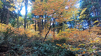 gx011155.mp4_snapshot_03.10_thumb.jpg