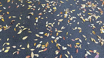 20201119_013646749_ios_thumb.jpg