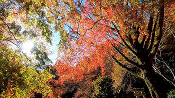 gx011276_x264.mp4_snapshot_03.43_thumb.jpg