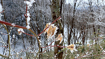 p2190446_thumb.jpg