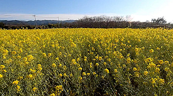 gx011611_x264.mp4_snapshot_00.28_thumb.jpg