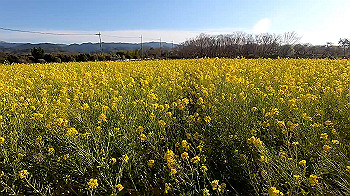 gx011611_x264.mp4_snapshot_00.41_thumb.jpg
