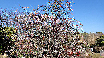 p3030050_thumb.jpg