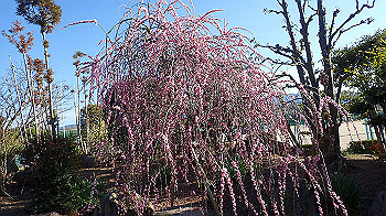 p3030054_thumb.jpg