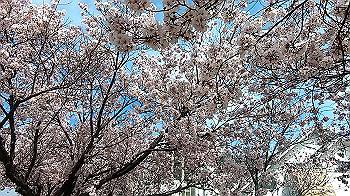 gx011654.mp4_snapshot_03.45_thumb.jpg