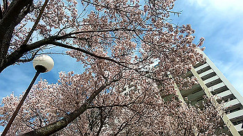 gx011655.mp4_snapshot_00.25_thumb.jpg
