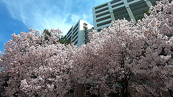 gx011655.mp4_snapshot_01.04_thumb.jpg