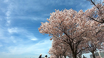 gx011656.mp4_snapshot_03.44_thumb.jpg