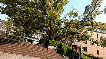 gx011735.mp4_snapshot_00.02_thumb.jpg
