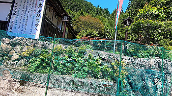 gx011924.mp4_snapshot_10.53_thumb.jpg