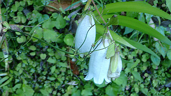 p5310004_thumb.jpg