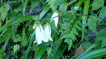 p5310005_thumb.jpg