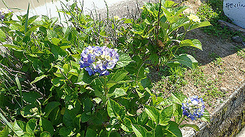 p5310055_thumb.jpg