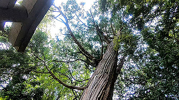 gx011980.mp4_snapshot_00.36_thumb.jpg