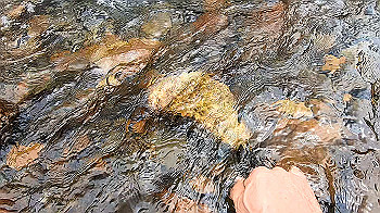 gx011990.mp4_snapshot_00.42_thumb.jpg
