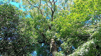 gx012095.mp4_snapshot_03.18_thumb.jpg