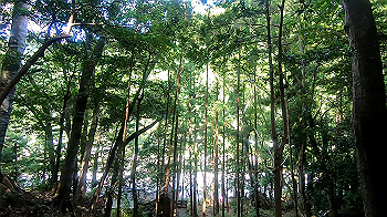 gx012104.mp4_snapshot_04.01_thumb.jpg