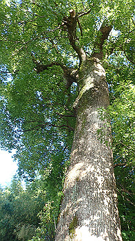 p7220133_thumb.jpg