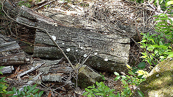 p7230192_thumb.jpg