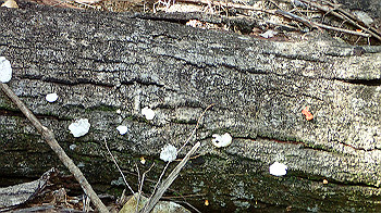p7230193_thumb.jpg