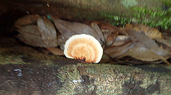 p7230199_thumb.jpg