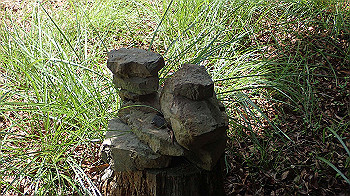 p7230241_thumb.jpg