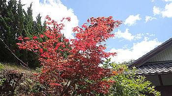 p7230249_thumb.jpg